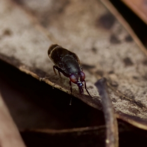 Depressa sp. (genus) at Acton, ACT - 28 Apr 2023