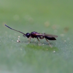 Diapriidae (family) (Diapriid wasp) at ANBG - 28 Apr 2023 by KorinneM