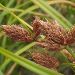 Bolboschoenus fluviatilis (Marsh Club-rush) at Lake Ginninderra - 21 Mar 2023 by pinnaCLE