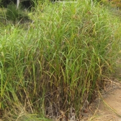 Bolboschoenus fluviatilis at Belconnen, ACT - 21 Mar 2023