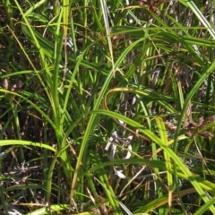 Bolboschoenus fluviatilis at Belconnen, ACT - 21 Mar 2023