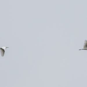 Egretta garzetta at Bonython, ACT - 29 Apr 2023