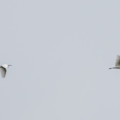 Egretta garzetta (Little Egret) at Upper Stranger Pond - 29 Apr 2023 by ReeniRoo