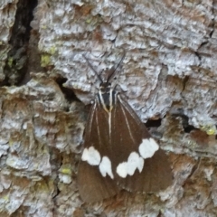 Nyctemera amicus (Senecio Moth, Magpie Moth, Cineraria Moth) at Alpine - 22 Nov 2017 by JanHartog