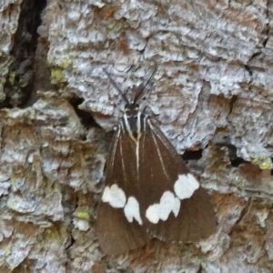 Nyctemera amicus (Senecio or Magpie moth) at Alpine, NSW by JanHartog