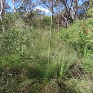 Xanthorrhoea sp. at Ku-Ring-Gai Chase, NSW - 27 Apr 2023