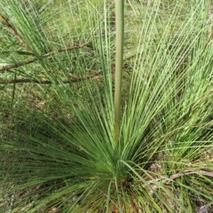 Xanthorrhoea (genus) at Ku-Ring-Gai Chase, NSW - suppressed