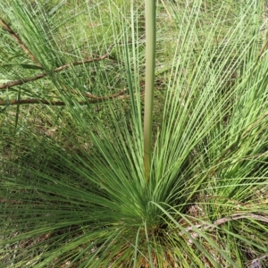 Xanthorrhoea sp. at Ku-Ring-Gai Chase, NSW - suppressed