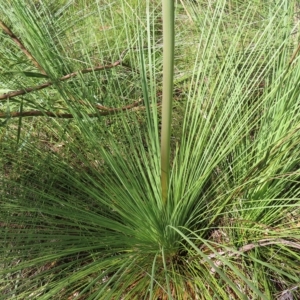 Xanthorrhoea (genus) at Ku-Ring-Gai Chase, NSW - suppressed