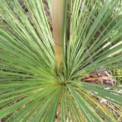 Xanthorrhoea sp. at Ku-Ring-Gai Chase, NSW - suppressed