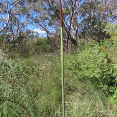 Xanthorrhoea sp. at Ku-Ring-Gai Chase, NSW - suppressed