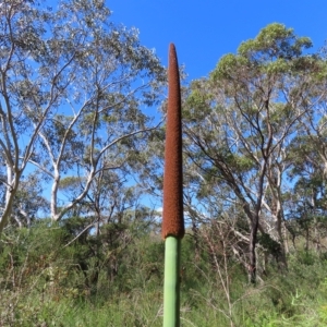 Xanthorrhoea (genus) at Ku-Ring-Gai Chase, NSW - suppressed