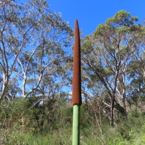 Xanthorrhoea sp. at Ku-Ring-Gai Chase, NSW - 27 Apr 2023