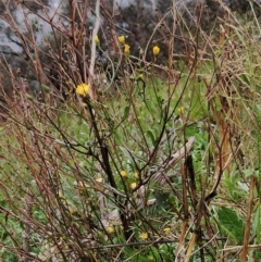 Crepis capillaris (Smooth Hawksbeard) at Wanniassa Hill - 28 Apr 2023 by KumikoCallaway