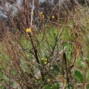 Crepis capillaris at Fadden, ACT - 29 Apr 2023 07:25 AM