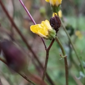 Crepis capillaris at Fadden, ACT - 29 Apr 2023 07:25 AM