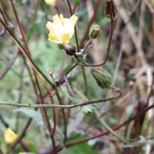 Crepis capillaris at Fadden, ACT - 29 Apr 2023 07:25 AM