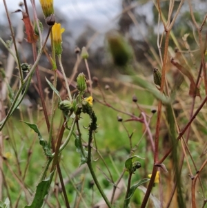 Crepis capillaris at Fadden, ACT - 29 Apr 2023 07:25 AM