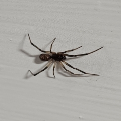 Steatoda sp. (genus) (False Redback) at Molonglo Valley, ACT - 29 Apr 2023 by AaronClausen