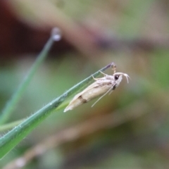 Pedois humerana (A Gelechioid moth) at QPRC LGA - 29 Apr 2023 by LisaH