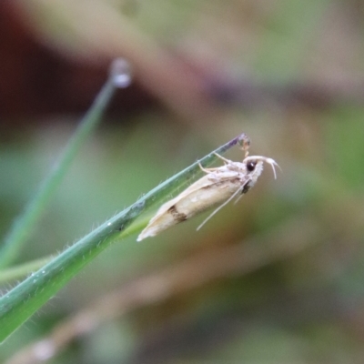 Pedois humerana (A Gelechioid moth) at Mongarlowe, NSW - 29 Apr 2023 by LisaH