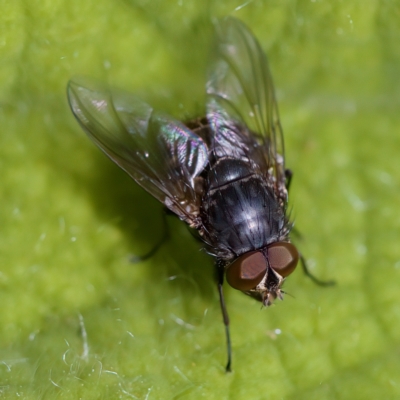 Calliphora stygia (Brown blowfly or Brown bomber) at ANBG - 28 Apr 2023 by KorinneM