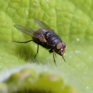 Calliphora stygia at Acton, ACT - 28 Apr 2023