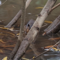 Hydromys chrysogaster (Rakali or Water Rat) at Wodonga - 28 Apr 2023 by KylieWaldon