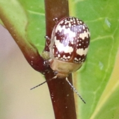 Paropsis pictipennis (Tea-tree button beetle) at Alpine - 9 Sep 2022 by JanHartog