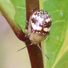 Paropsis pictipennis (Tea-tree button beetle) at Wingecarribee Local Government Area - 9 Sep 2022 by JanHartog