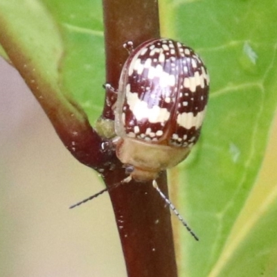 Paropsis pictipennis (Tea-tree button beetle) at Alpine - 9 Sep 2022 by JanHartog