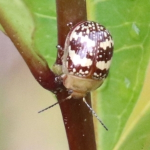 Paropsis pictipennis (Tea-tree button beetle) at Alpine, NSW by JanHartog