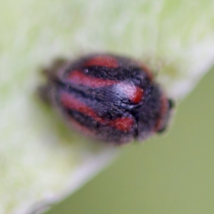 Rodolia sp. (genus) at Acton, ACT - 28 Apr 2023