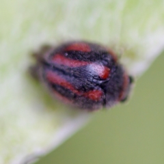 Rodolia sp. (genus) (A ladybird) at Acton, ACT - 28 Apr 2023 by KorinneM