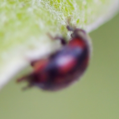 Rodolia sp. (genus) at Acton, ACT - 28 Apr 2023