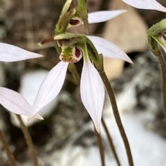 Eriochilus cucullatus (Parson's Bands) at Fentons Creek, VIC - 28 Apr 2023 by KL