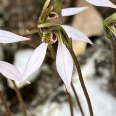 Eriochilus cucullatus (Parson's Bands) at Suttons Dam - 27 Apr 2023 by KL