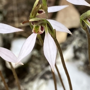 Eriochilus cucullatus at Fentons Creek, VIC - 28 Apr 2023