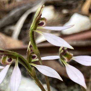 Eriochilus cucullatus at Fentons Creek, VIC - suppressed