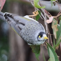 Manorina melanocephala (Noisy Miner) at Fyshwick, ACT - 29 Apr 2023 by RodDeb