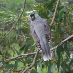 Manorina melanocephala at Fyshwick, ACT - 29 Apr 2023