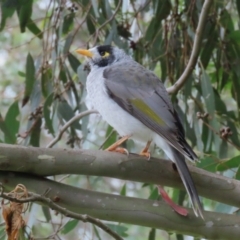 Manorina melanocephala at Fyshwick, ACT - 29 Apr 2023