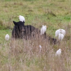 Bubulcus coromandus (Eastern Cattle Egret) at Fyshwick, ACT - 29 Apr 2023 by RodDeb