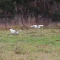 Bubulcus coromandus at Fyshwick, ACT - 29 Apr 2023