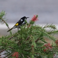 Phylidonyris novaehollandiae (New Holland Honeyeater) at Jerrabomberra Wetlands - 29 Apr 2023 by RodDeb