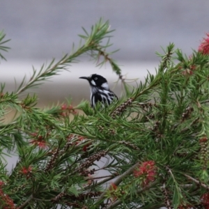 Phylidonyris novaehollandiae at Fyshwick, ACT - 29 Apr 2023