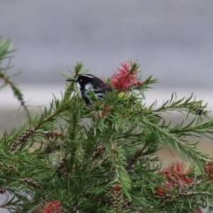 Phylidonyris novaehollandiae at Fyshwick, ACT - 29 Apr 2023