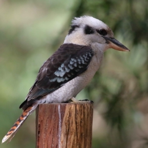 Dacelo novaeguineae at Capalaba, QLD - 23 Apr 2023 01:19 PM