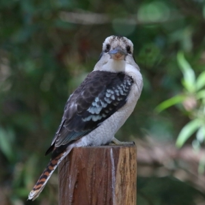 Dacelo novaeguineae at Capalaba, QLD - 23 Apr 2023