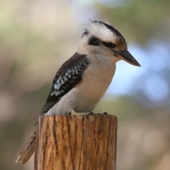 Dacelo novaeguineae at Capalaba, QLD - 23 Apr 2023 01:19 PM